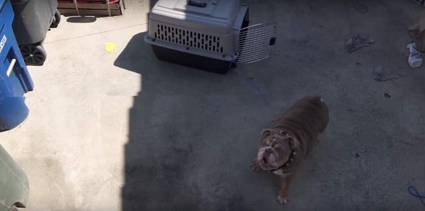 2. Дразнит соседскую собаку...