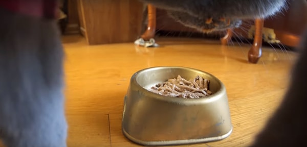 4. Конечно же, не забывает про вкусняшки дома...