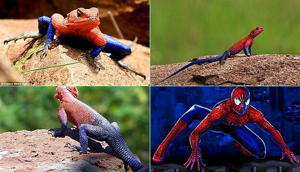 12. Örümcek Adam kostümünü andıran derisi ve renkleriyle ilginç bir kertenkele türü.