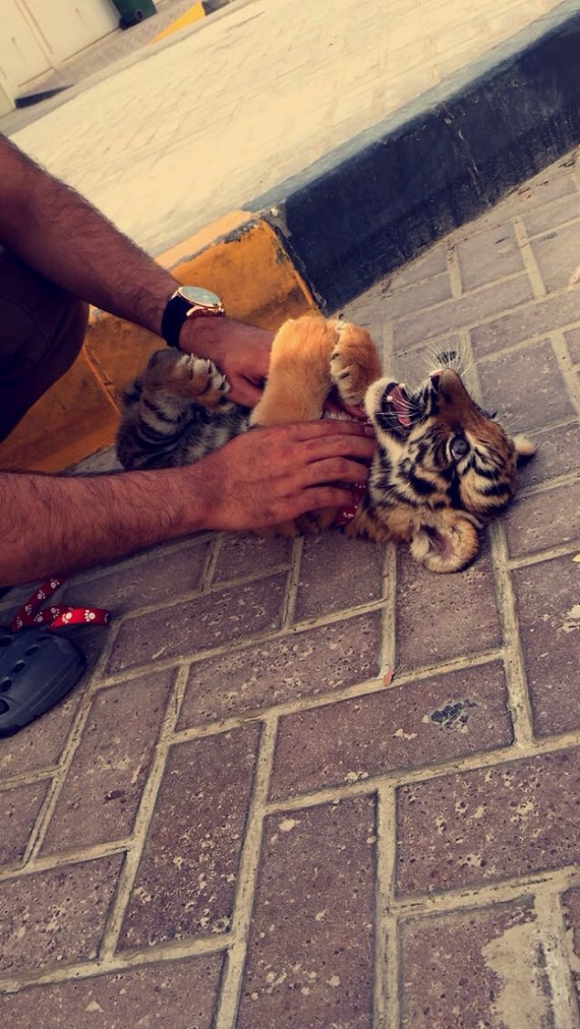 4. Bizde evcil hayvan diye kedi köpek beslenirken, oralarda kaplan besleniyor işte. 😎