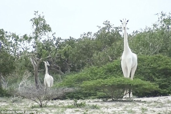 8. Кроме этих двоих, в Кении и Танзании было зарегистрировано лишь два случая, когда обнаружили белых жирафов.