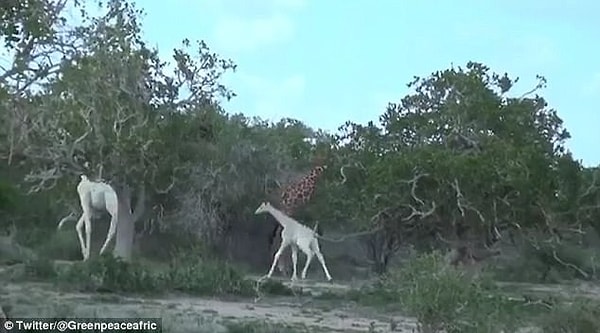 9. А вот на видео их, похоже, удалось заснять впервые.