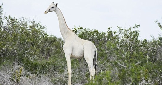 В Кении впервые засняли на видео редких белых жирафов, они просто красавчики!