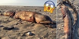 Harvey Kasırgası Sonucu Teksas Kıyılarına Vuran Ne İdüğü Belirsiz Deniz Yaratığı
