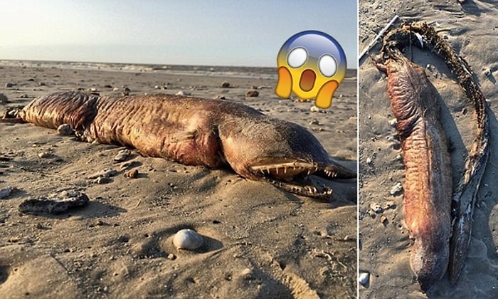 Harvey Kasırgası Sonucu Teksas Kıyılarına Vuran Ne İdüğü Belirsiz Deniz Yaratığı