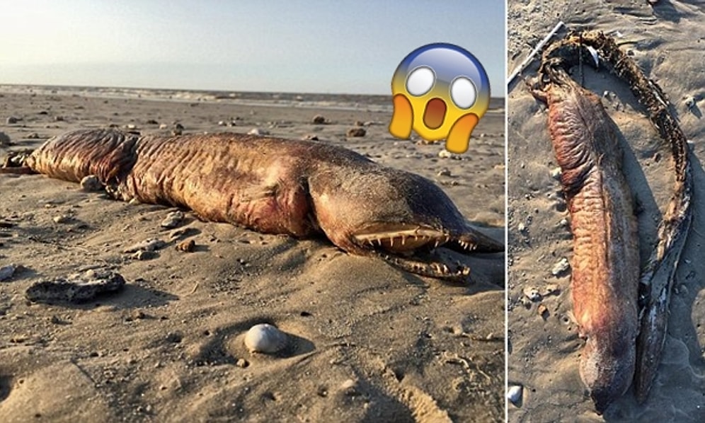 Harvey Kasırgası Sonucu Teksas Kıyılarına Vuran Ne İdüğü Belirsiz Deniz Yaratığı