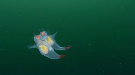 Kuzey Buz Denizi'nde Çiftleşme Dansı Yaparken Görüntülenen Deniz Melekleri