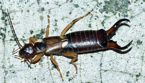 4. Уховёртки