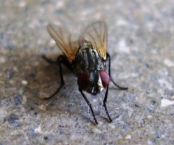 6. Комнатные мухи