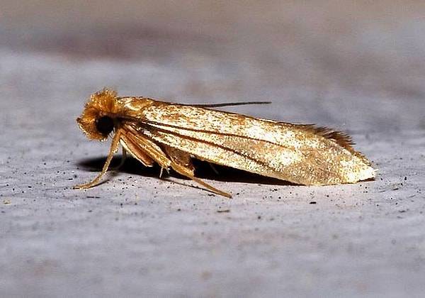 8. Платяная моль