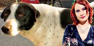 17 Yıldır Muhitin Bekçisiydi: Çıtır Köpeği Taksi Bagajında Mahalleden 'Süren' Akademisyen İstifa Etti
