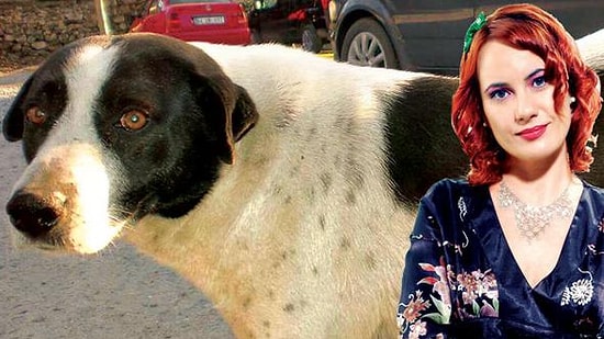 17 Yıldır Muhitin Bekçisiydi: Çıtır Köpeği Taksi Bagajında Mahalleden 'Süren' Akademisyen İstifa Etti
