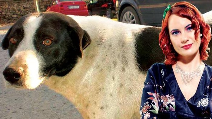 17 Yıldır Muhitin Bekçisiydi: Çıtır Köpeği Taksi Bagajında Mahalleden 'Süren' Akademisyen İstifa Etti