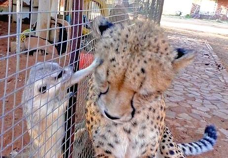 Arkadaş Edinmeye Çalışan Çita Mirketler Tarafından Pek Hoş Karşılanmadı