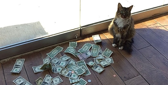 Кот Робин Гуд крадет деньги у незнакомцев, и они жертвуются бездомным