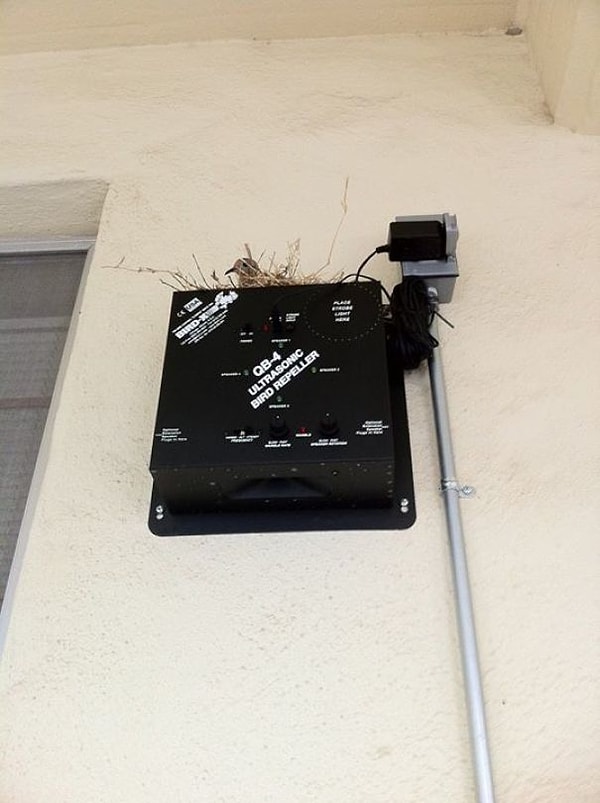 5. Эта птица супер-дерзкая