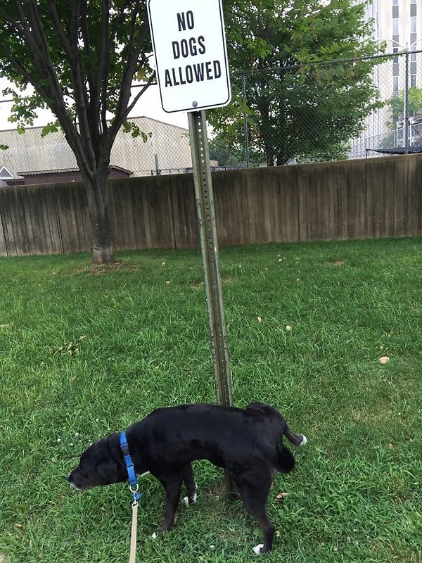 17. "Вот что наша собака сделала во время первой прогулки"