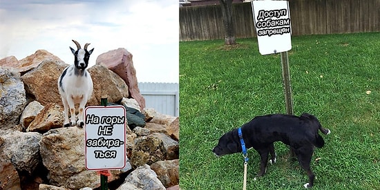 20 крутых животных, которые плевать хотели на ваши тупые правила!