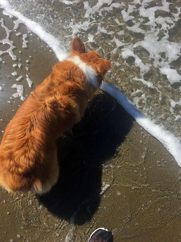 Su dalgasındaki çizgi ve köpeğin boynunda ki çizginin birbirini tamamlaması...
