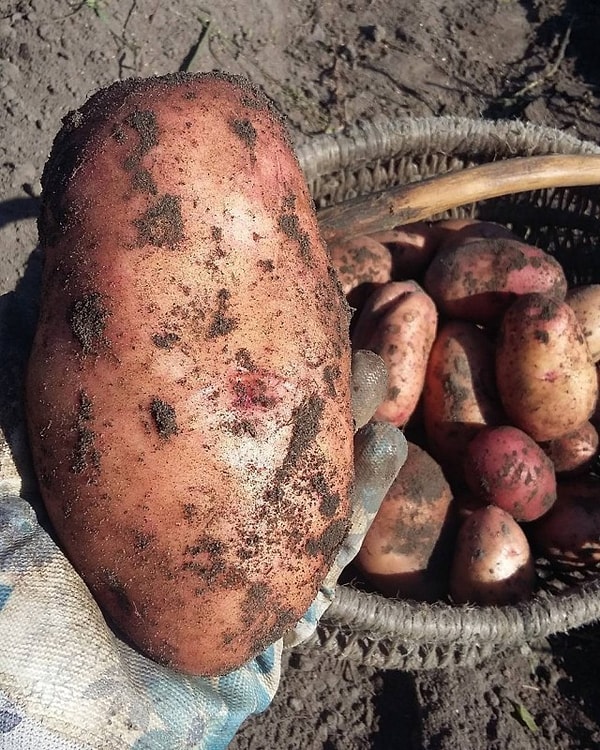 4. Как вам размерчик?