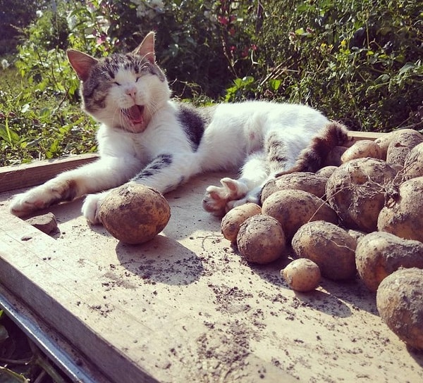 9. Царица урожая!