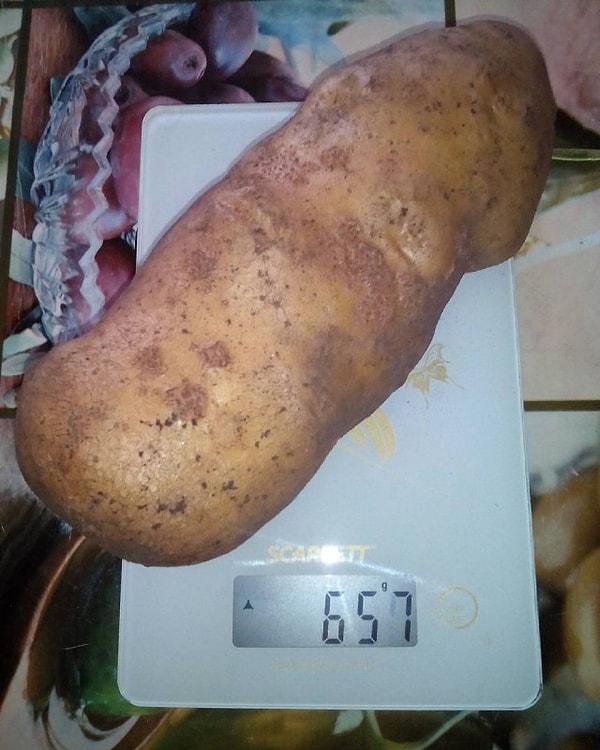 15. Вот это конь!!!