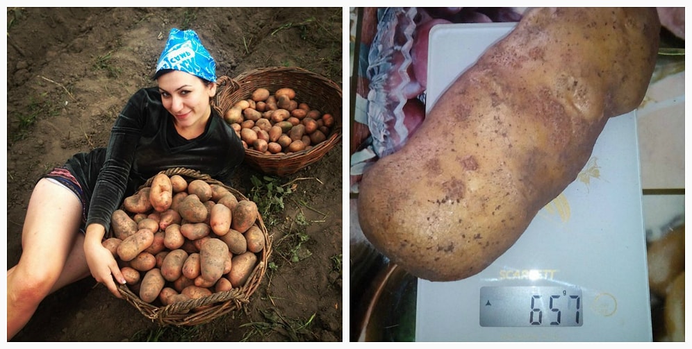 Ты бульбаш, я бульбаш! Белорусы копают картошку и фоткают процесс...