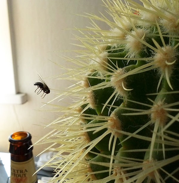 5. Неудачный день для мухи