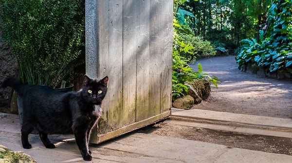 4. Гонение на чёрных котов и кошек