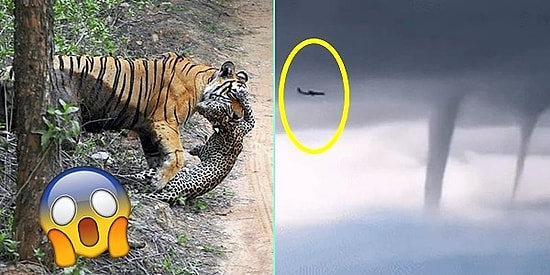 16 моментов, доказывающих, что природа способна творить все, что угодно