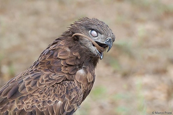 5. Орел, глотающий ядовитую змею