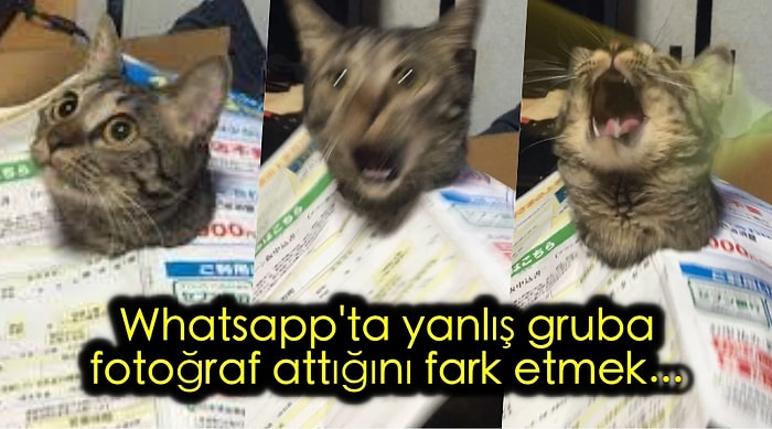 🐍 Derin Gıybetlerin Vazgeçilmez Adresi WhatsApp Grup Sohbetlerine Dair Her Şey...