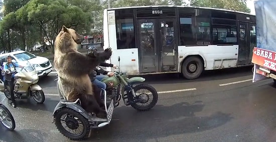 Rusya'da Motora Binen Ayı, Trafikte El Kol Hareketi Çekiyor