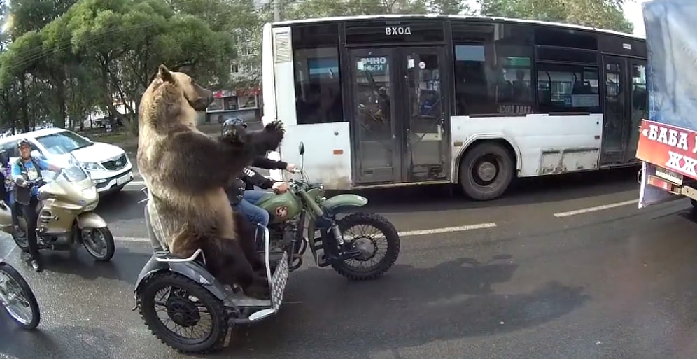 Rusya'da Motora Binen Ayı, Trafikte El Kol Hareketi Çekiyor