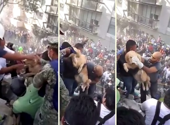 Meksika Depreminde Saatler Sonra Enkazın Altından Köpek Çıkınca Büyük Sevinç Yaşandı