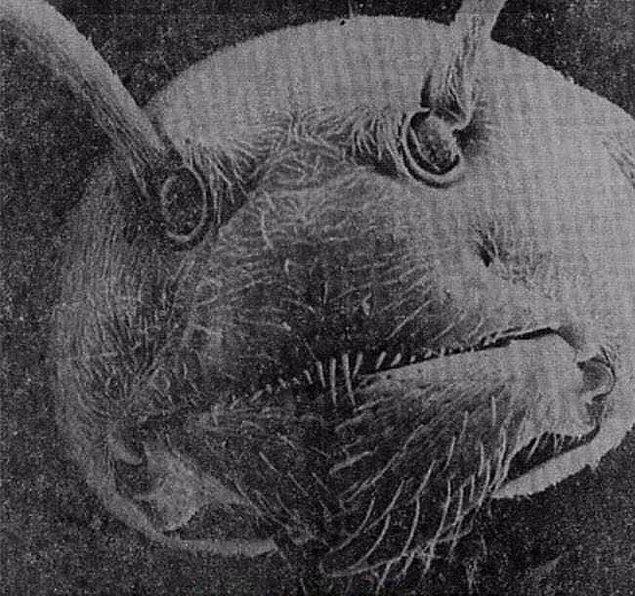 2. Elektron mikroskobuyla çekilen bir karıncanın yüzü.