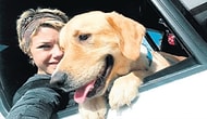 Göz Göre Göre: Otobüsün İkram Kabinine Konan Köpek Odin Havasızlıktan Can Verdi