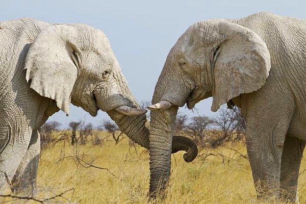 6. Bir fil üzüldüğünde ya da stresli hissettiğinde sürüsündeki diğer filler yanına gelir ve hortumlarıyla onu okşayarak, kuş ötmesi gibi sesler çıkararak onu neşelendirmeye çalışır.