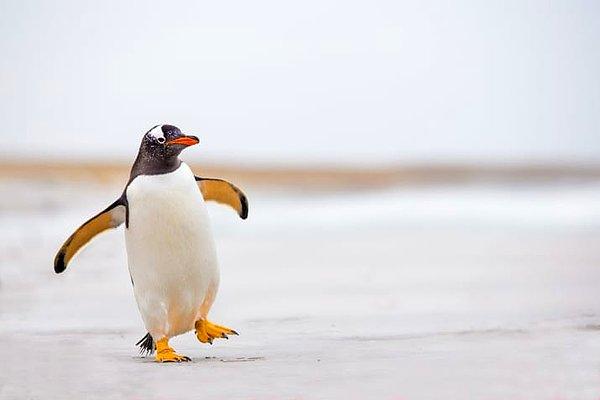 8. Norveç bir defasında Nils adında bir penguene şovalyelik ünvanı takdim etmişti.