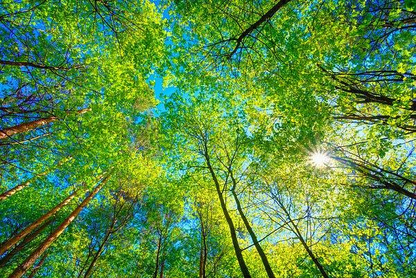 15. Ağaçlar hayatta kalmak için birbirlerine yardım eder. Eğer ormanda bir ağaç yeteri kadar ışık alamıyorsa, yakınındaki ağaçlar kökündeki mantarlar sayesinde ona besin takviyesi yapar.