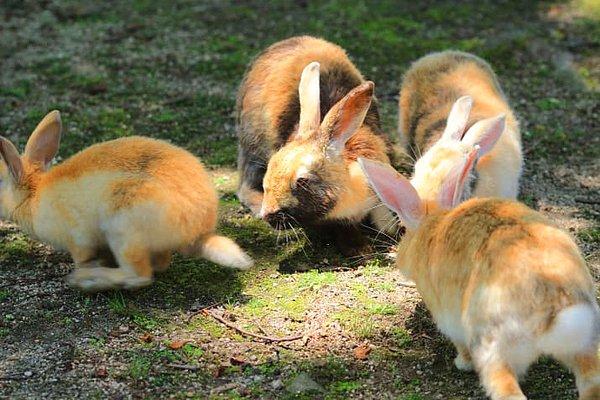 22. Japonya'da evcil tavşanlarla dolu bir ada bulunuyor.
