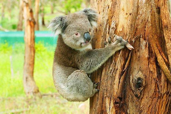 24. Koalalar bölgelerini göğüslerinde yer alan koku bezeleri sayesinde işaretlerler bu yüzden de ağaçlara sıkıca sarılırlar.