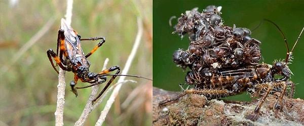 5. Suikastçı böcek, öldürdüğü diğer böcekleri kendi vücuduna giyerek zırh olarak kullanma becerisine sahiptir.