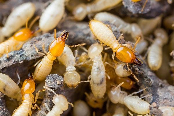13. Dünya üzerinde en çok gaz çıkaran canlılar termitlerdir.