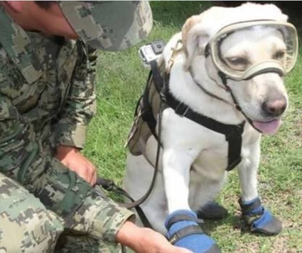 2. У нее очень важная работа!