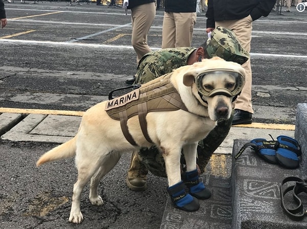 3. Фрида — невероятно отважная собака-спасатель