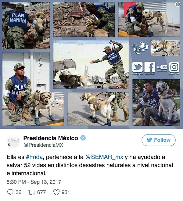 6. Даже президент Мексики нашел минутку, чтобы уделить внимание героической собаке