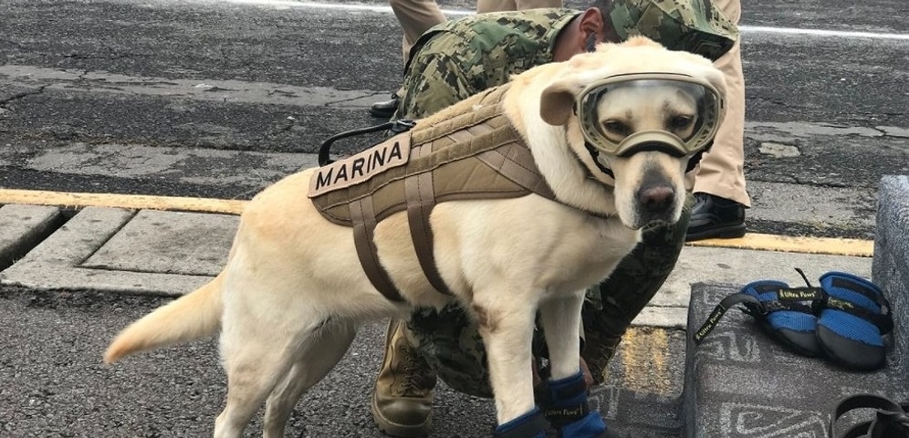 Эта героическая собака помогла спасти 52 человека после землетрясений в Мексике!