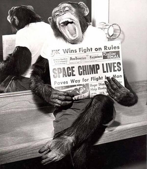 1. Uzay'a çıkıp canlı olarak dönebilen ilk şempanze, elinde kendisinden bahseden gazeteyi tutarken, 1961.