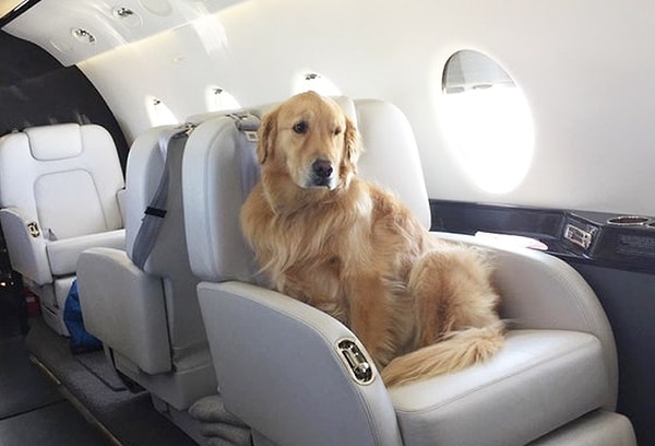 7. Он даже не выглядит удивленным, летя на частном самолете